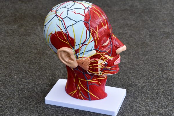 omft-anatomiemodel-hoofd-lowres